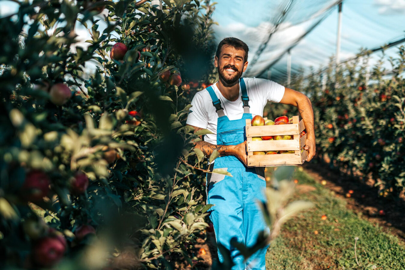 Fruit grower